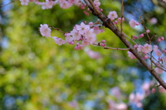 公園の椿寒桜