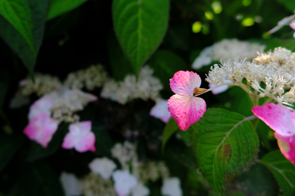 公園の紫陽花・紅と白