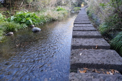 水辺散歩