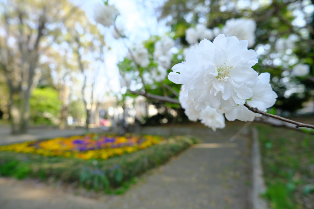 公園のハナモモ