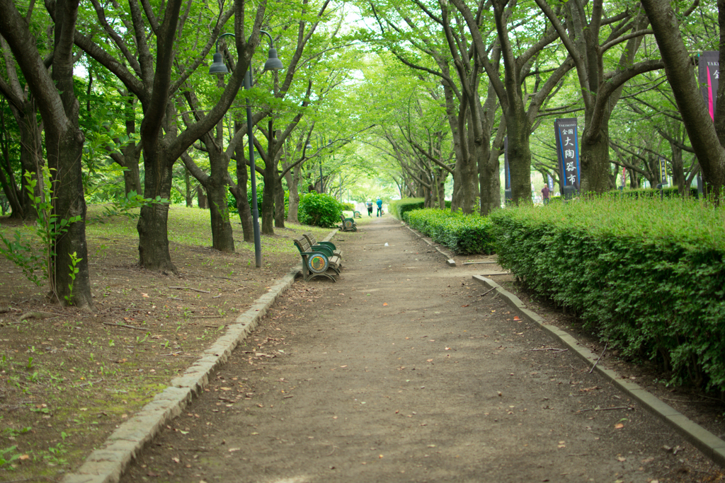 新緑の公園