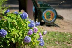 ベンチと紫陽花