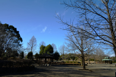 冬の公園