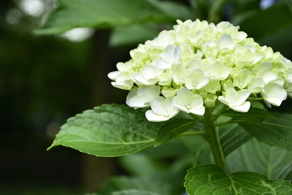 紫陽花２