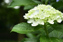 紫陽花２