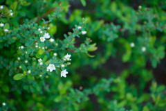 植え込みの小さな花
