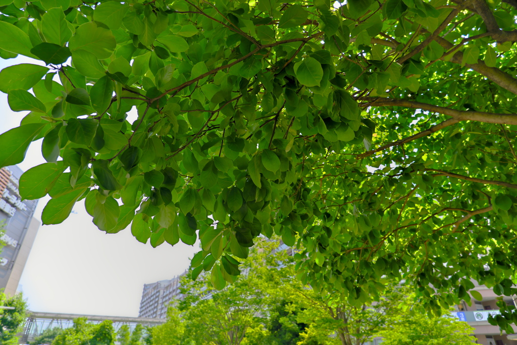 木陰から夏空