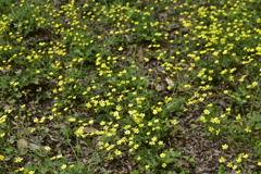 小石川植物園２