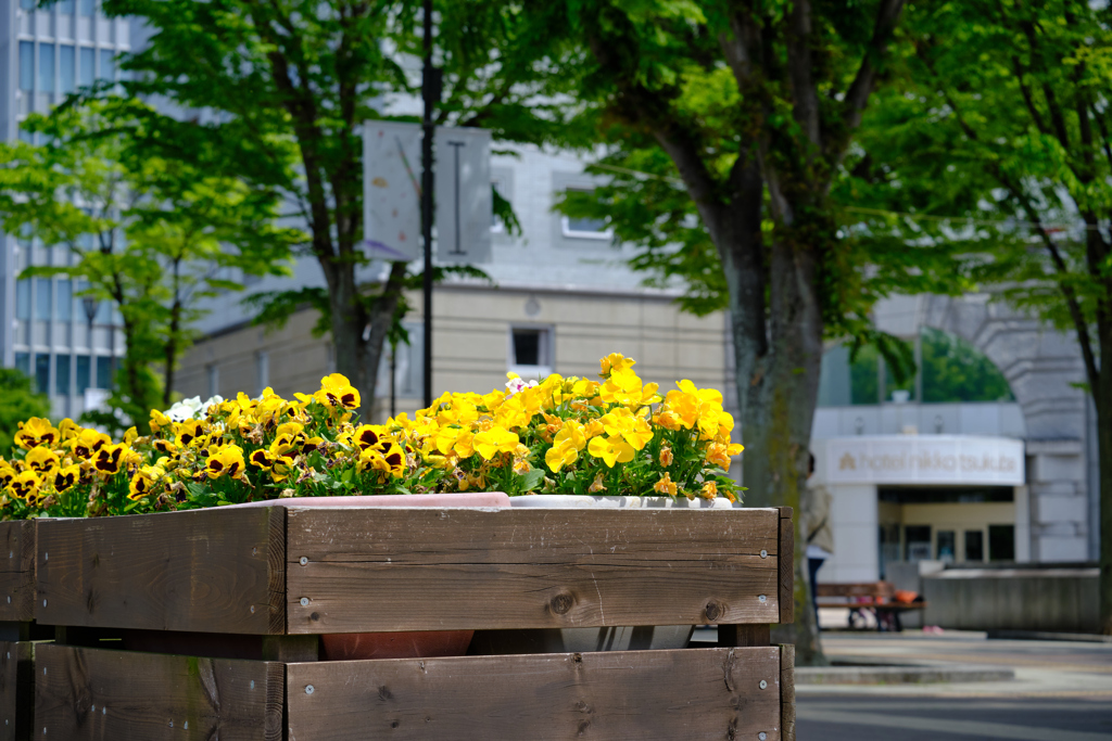 センター広場の花壇