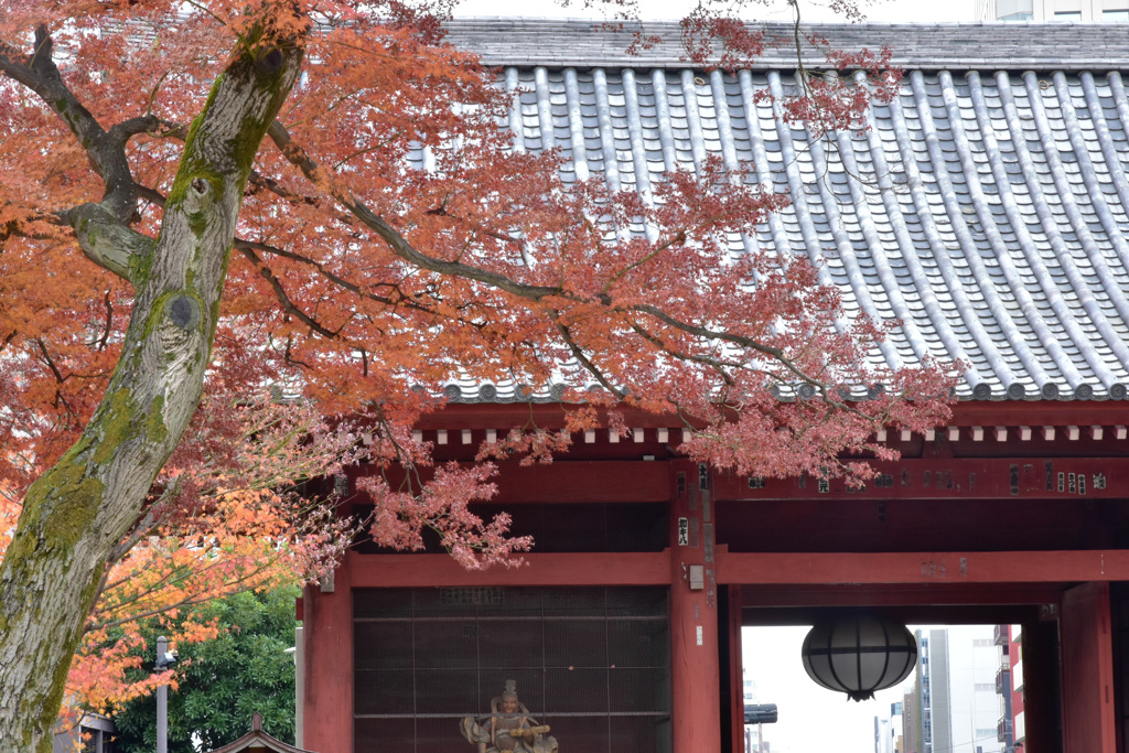 護国寺　紅葉と山門