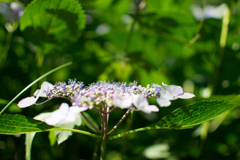 hortensia 2