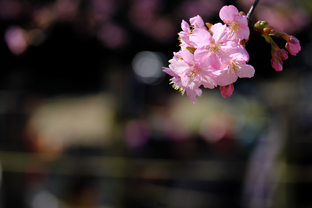 公園の河津桜