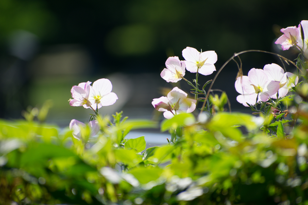 陽射しを浴びて