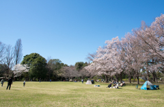 公園日和