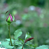 西洋庭園の薔薇・蕾