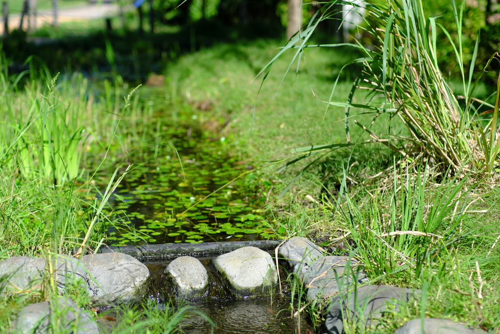 築地川公園