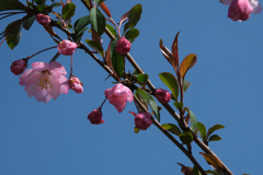 小学校の花海棠