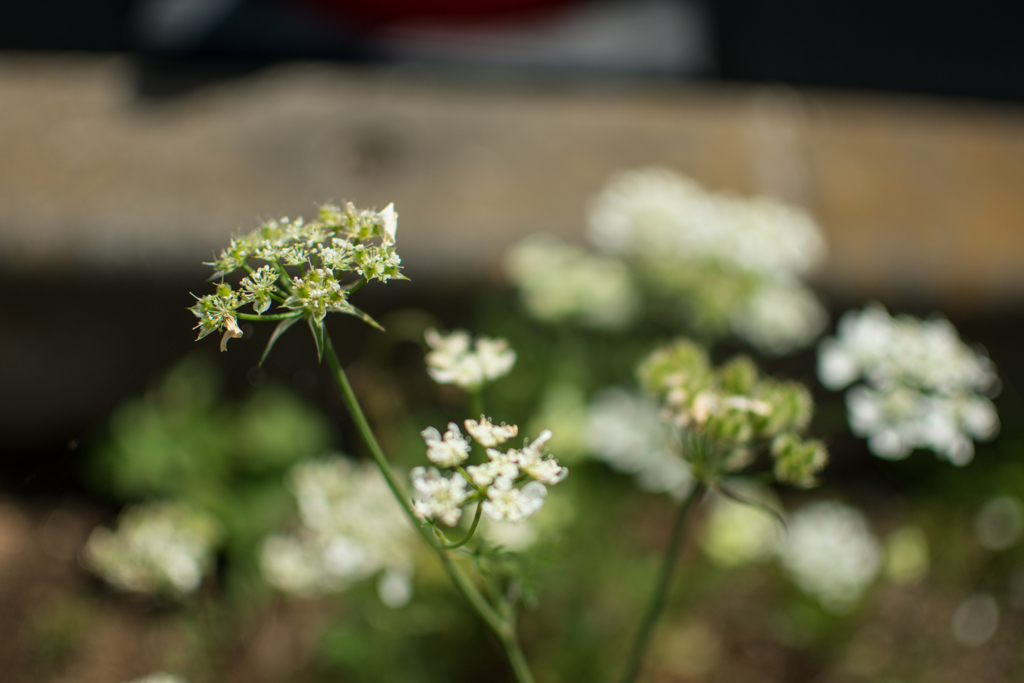 よく見かける花ですが....