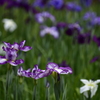 小石川後楽園　花菖蒲