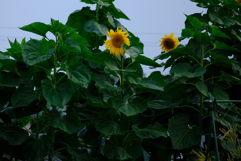 夏模様