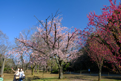 桜の前でポーズ