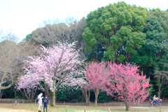 公園の春