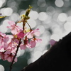 河津の河津桜