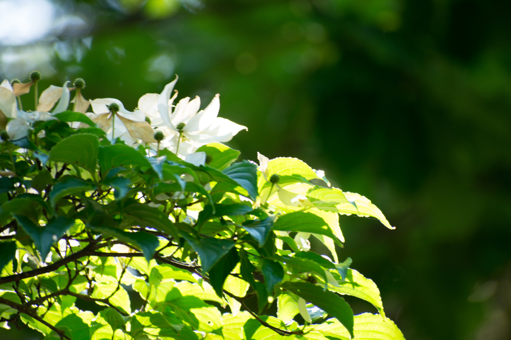 公園のヤマボウシ