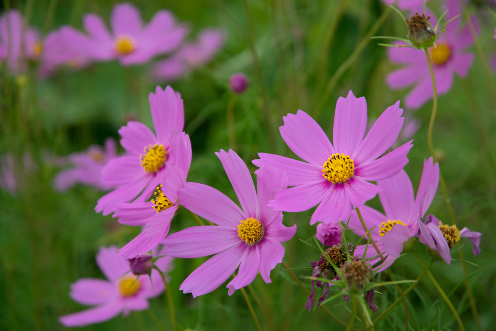 秋の花