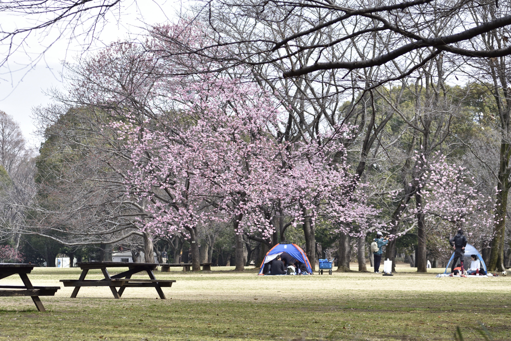 週末の公園