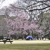 週末の公園