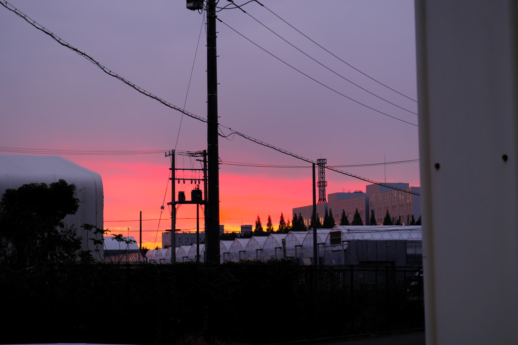 見上げれば夕焼け