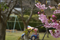児童公園の河津桜
