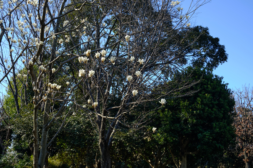 公園のモクレン