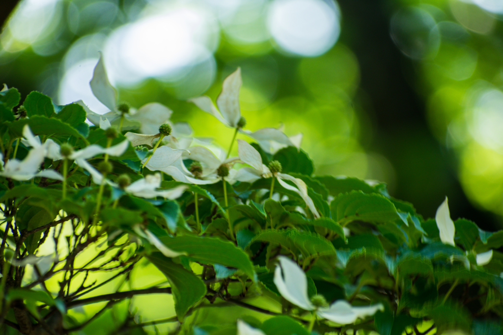 公園のヤマボウシ２