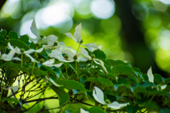 公園のヤマボウシ２