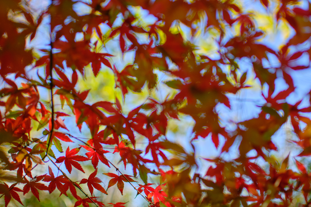 ごんぶくろ公園の紅葉