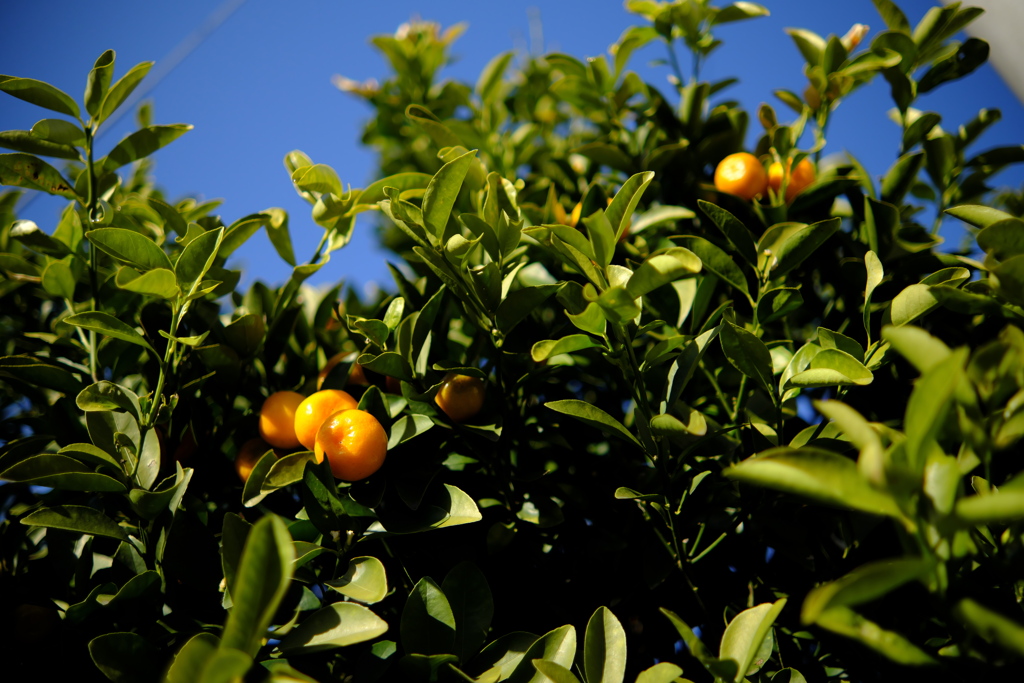 柑橘 by asahitoy （ID：11547669） - 写真共有サイト:PHOTOHITO
