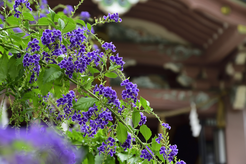 浅草散歩　今戸神社