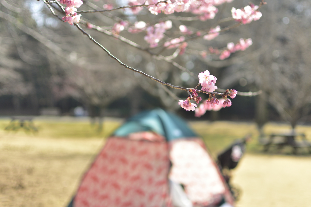 公園日和