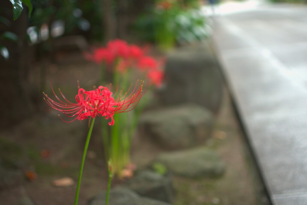 お寺の彼岸花