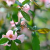 木瓜