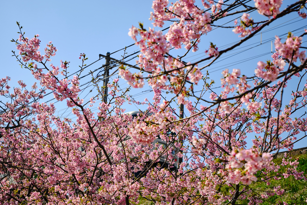 河津桜と踊り子号