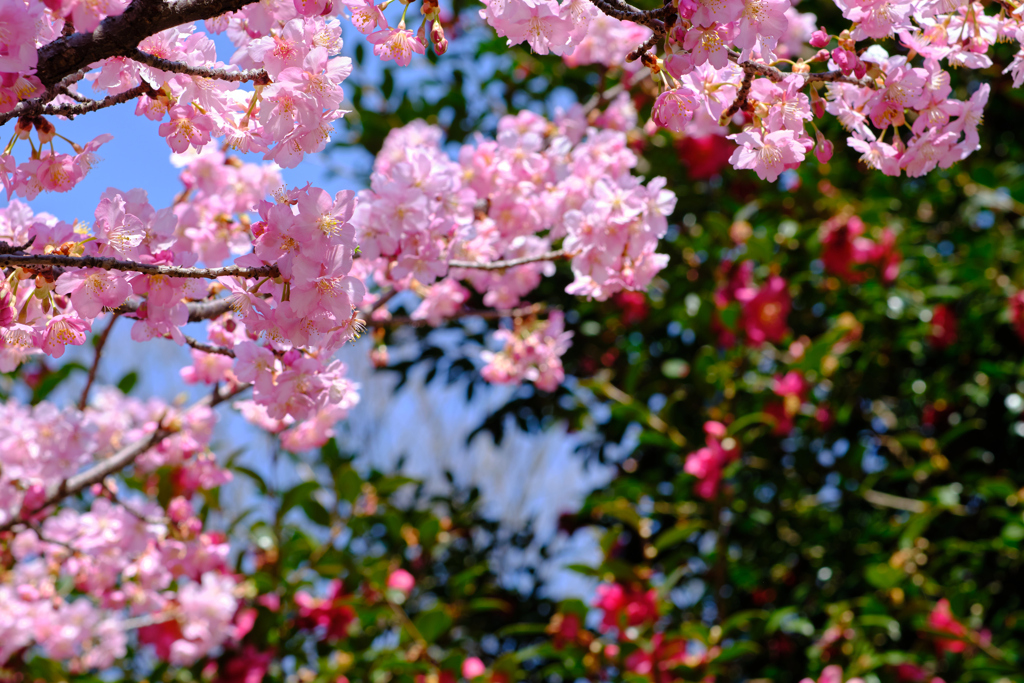 河津桜