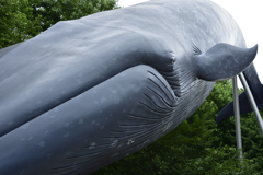 クジラ