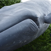 クジラ