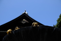 尾山神社・蓮の葉にカエル