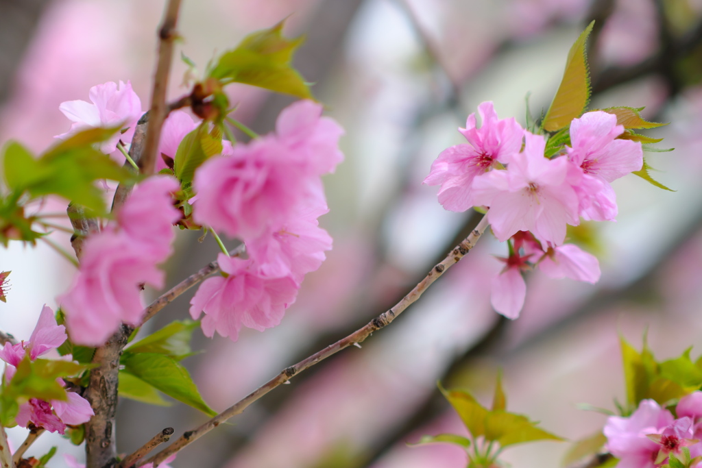 駅前の桜