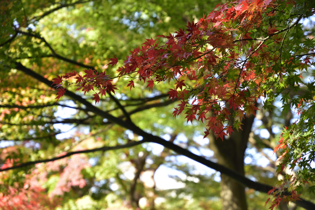 小石川後楽園の紅葉