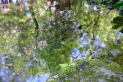 尾山神社・緑を映す水面と苔